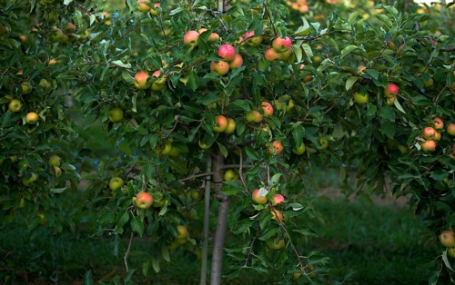 Apple variety Golden Delicious, apple orchard, fruit orchard, fruit growing, agriculture,
