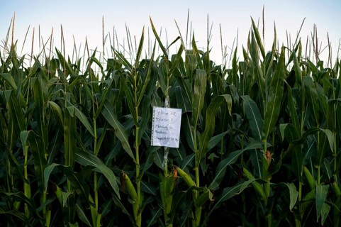 Note, hint, iPhone XR found, collection from lost property office, cornfield, agriculture, farming,