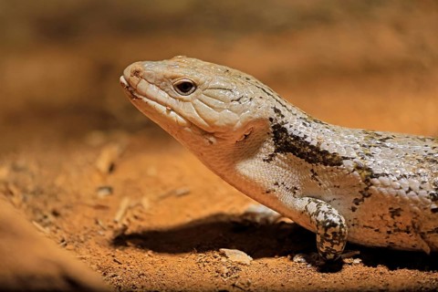Blue-tongued skink (Tiliqua scincoides), adult, on the ground, foraging, alert, portrait,