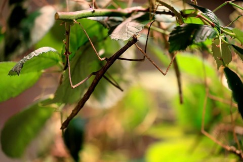 Annam stick insect (Medauroidea extradentata), Vietnamese stick insect, ghost insect, adult,