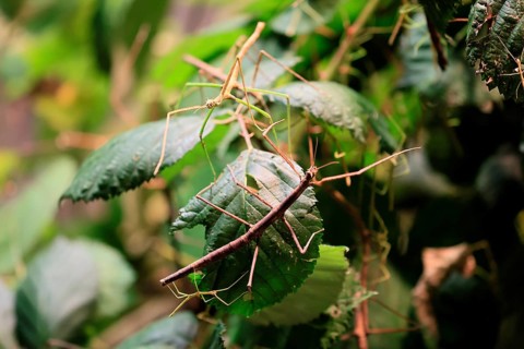 Annam stick insect (Medauroidea extradentata), Vietnamese stick insect, ghost insect, adult, two,