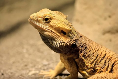 Bearded dragon (Pogona), adult, foraging, on the ground, portrait, Australia