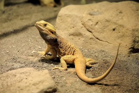 Bearded dragon (Pogona), adult, foraging, on the ground, Australia