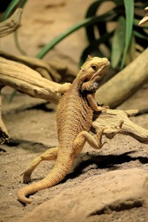 Bearded dragon (Pogona), adult, foraging, on the ground, climbing, Australia