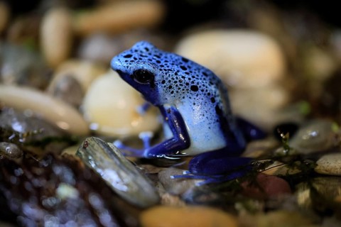 Blue poison dart frog (Dendrobates tinctorius), Blue poison dart frog, adult, alert, in water,