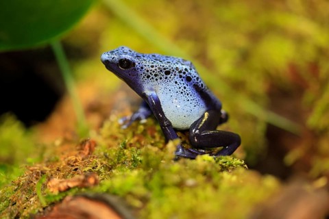 Blue poison dart frog (Dendrobates tinctorius), Blue poison dart frog, adult, alert, South America