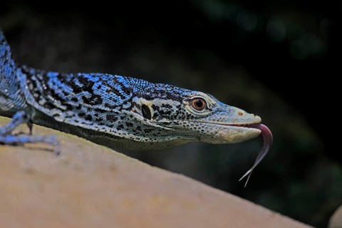 Blue-spotted tree monitor (Varanus macraei), MacRae's monitor, adult, portrait, feeding, Southeast