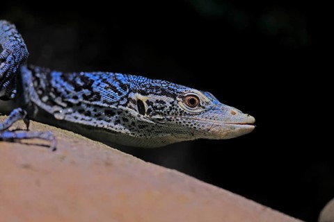 Blue-spotted tree monitor (Varanus macraei), MacRae's monitor, adult, portrait, alert, Southeast