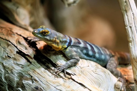 Blue rock iguana (Petrosaurus thalassinus), adult, on tree trunk, Latin America