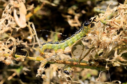 Box tree moth (Cydalima perspectalis), caterpillar, feeding on boxwood, clear feeding, Ellerstadt,