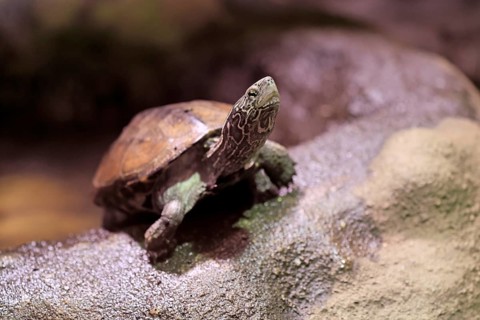 Chinese three-legged turtle (Mauremys reevesii), adult, on rocks, foraging, vigilant, stream