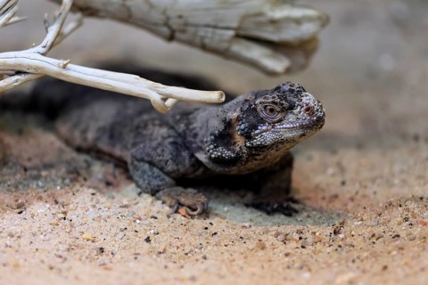 Chuckwalla (Common Chuckwalla ater ater), adult, on the ground, foraging, Southwest USA, North
