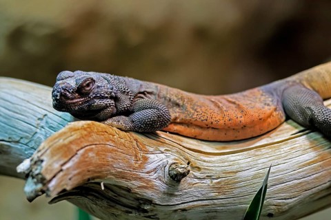 Chuckwalla (Common Chuckwalla ater), adult, on tree trunk, foraging, Southwest USA, North America,
