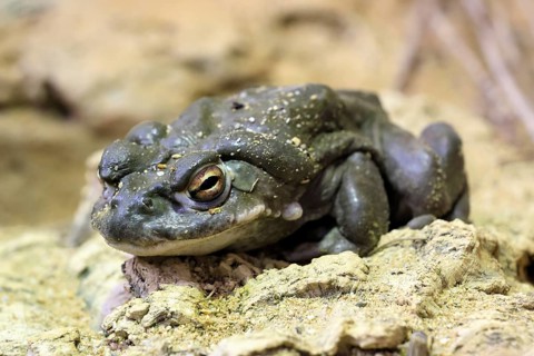Colorado toad (Incilius alvarius), adult, alert, foraging, Southwest America, USA, Germany