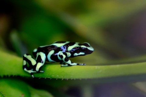 Golden Woodcreeper (Dendrobates auratus), adult, vigilant, on leaf, Latin America, captive
