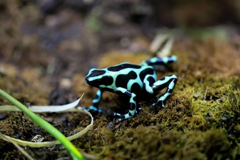Golden Woodcreeper (Dendrobates auratus), adult, vigilant, on the ground, Latin America, captive