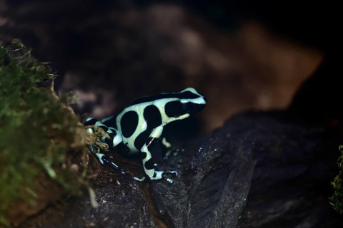 Golden Woodcreeper (Dendrobates auratus), adult, vigilant, on tree, Latin America, captive