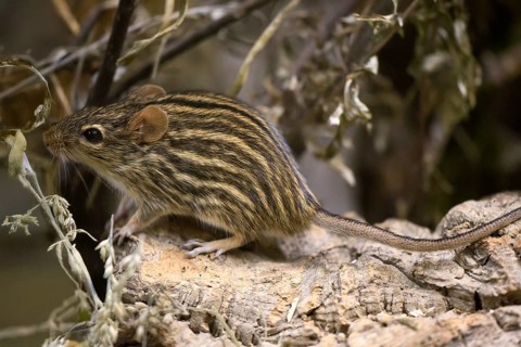 Typical striped grass mouse (Lemniscomys striatus), adult, on rocks, alert, foraging, East Africa,