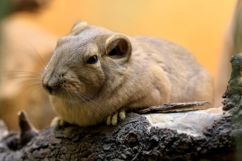 Common gundi (Ctenodactylus gundi), adult, on tree trunk, portrait, alert, North Africa