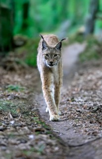 Eurasian lynx (Lynx lynx), adult, stalking, alert, in forest, Hesse, Germany, Europe, captive