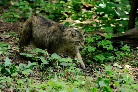 European wildcat (Felis silvestris), adult, stalking, in the forest, foraging, alert, Hesse,