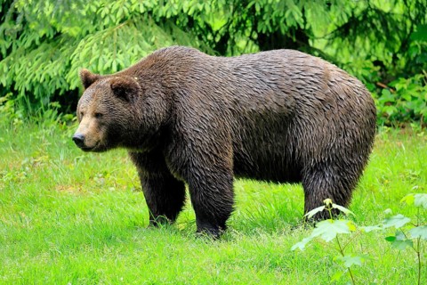 European brown bear (Ursus arctos arctos), adult, female, alert, meadow, in summer, Bavarian Forest