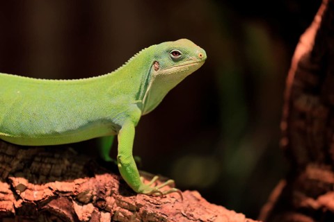 Banded Fiji Iguana (Brachylophus fasciatus), adult, on tree, alert, portrait, Tonga, Fiji, Oceania,