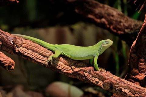 Banded Fiji Iguana (Brachylophus fasciatus), adult, on tree, alert, Tonga, Fiji, Oceania, captive