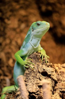 Banded Fiji Iguana (Brachylophus fasciatus), adult, on tree, alert, Tonga, Fiji, Oceania, captive