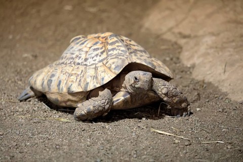 Panther tortoise (Stigmochelys pardalis), adult, running, foraging, South Africa