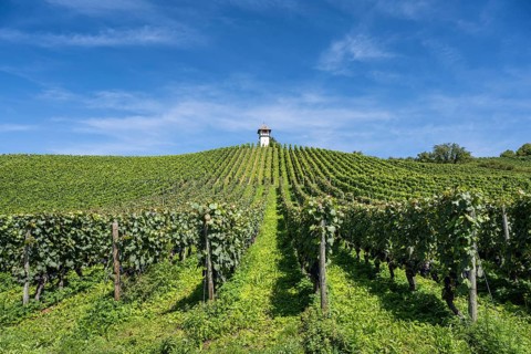 Weinberg, Rebhang mit dem historischen Rebhäuschen, auch Rebwächterhäusle vom historischen Weingut
