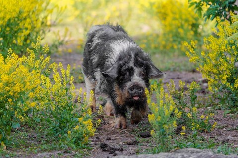 A Kunekune pig (sus scrofa domesticus), a domestic breed from New Zealand walks walks through a