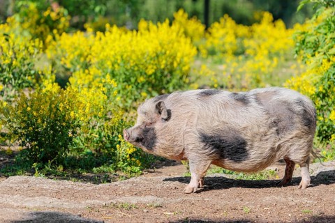 A Kunekune pig (sus scrofa domesticus), a domestic breed from New Zealand stands a yellow flowering