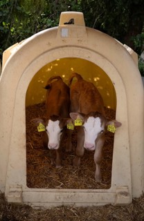 Two calves with ear tag, twins, in box, animal husbandry, Seeg, Ostallgäu, Allgäu, Swabia, Bavaria,