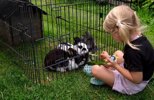 Girl, 4 years, blonde, feeds three rabbits with dandelion, rabbit hutch, animal love, Seeg,