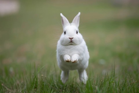 White bunny jumping toward camera through green grass. Playful and energetic wildlife moment in