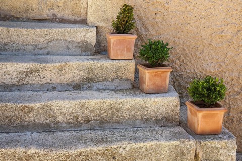 Flower pots with green plants on a staircase, Provence, France