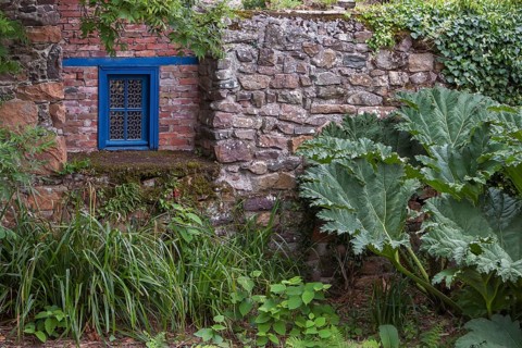 Stone wall with blue window surrounded by lush plant growth and large leaves in a rustic setting,