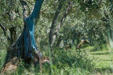 Olive tree plantation, Vaison-la-Romaine, Provence, France