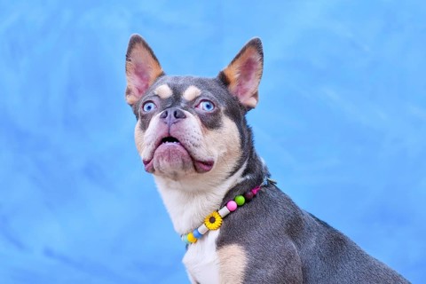 Cute Lilac Orange Tan Maskless French Bulldog dog wearing EM ceramics anti-thick necklace in front
