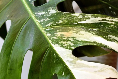 Small spot with reddish thrips pest damage on Monstera deliciosa variegata houseplant leaf