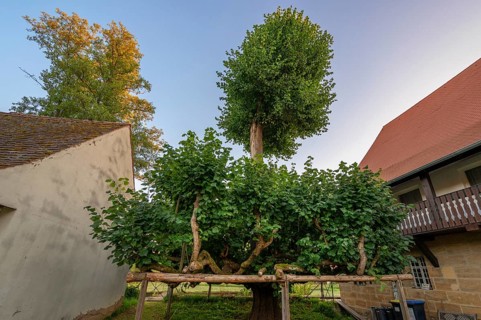 Old dancing lime tree (Tilia), Steinbach, Upper Franconia, Bavaria, Germany