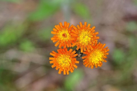 Orange hawkweed, orange-red hawkweed (Hieracium aurantiacum), flower on a rough meadow, close-up,