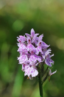 Moorland spotted orchid (Dactylorhiza maculata), inflorescence, close-up, Wilnsdorf, North