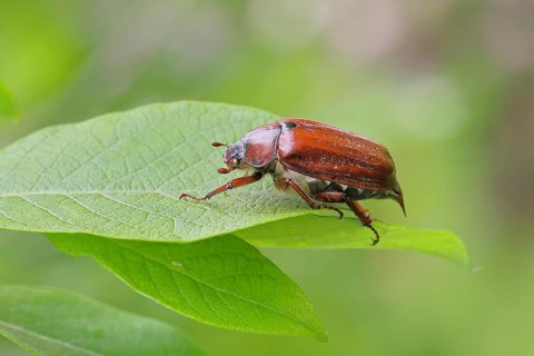 May beetle, wood cockchafer (Melolontha hippocastani), female, on leaf of a willow (Salix caprea),