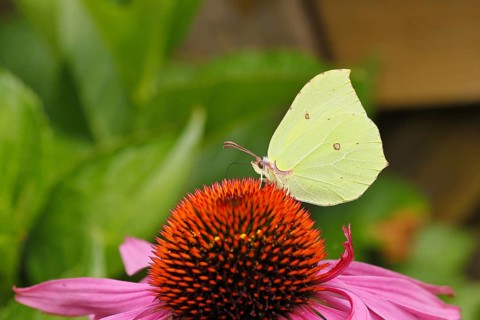 Lemon butterfly (Gonepteryx rhamny) on flower of a purple coneflower (Echinacea purpurea),