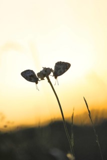 Checkerspot butterfly (Melanargia galathea), in the evening at sunset on a blade of grass in a