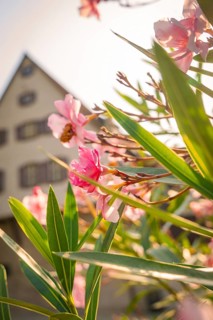 Close-up of pink flowers and green leaves in front of a house in a sunny spring atmosphere, Nagold,
