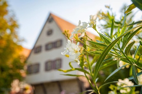 White flowers in the foreground in front of a traditional half-timbered house in summer, Nagold,