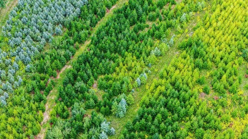 Christmas tree plantation in summer. Christmas trees grow in a coniferous forest for the coming